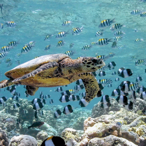 Maldives Lagoon Retreat